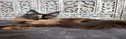Maine Coon gatti in vendita: Maine Coon Black - Annuncio 12