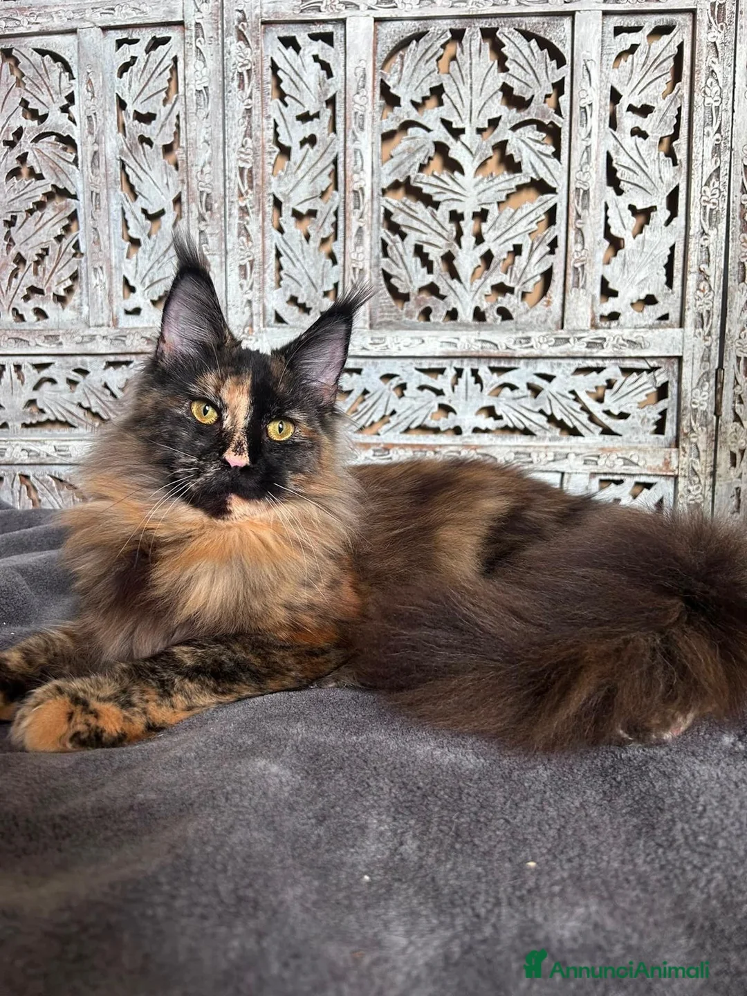 Maine Coon gatti in vendita: Maine Coon Black - Annuncio 12