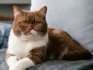 British gatti British Shorthair Rehoming - Annuncio 2