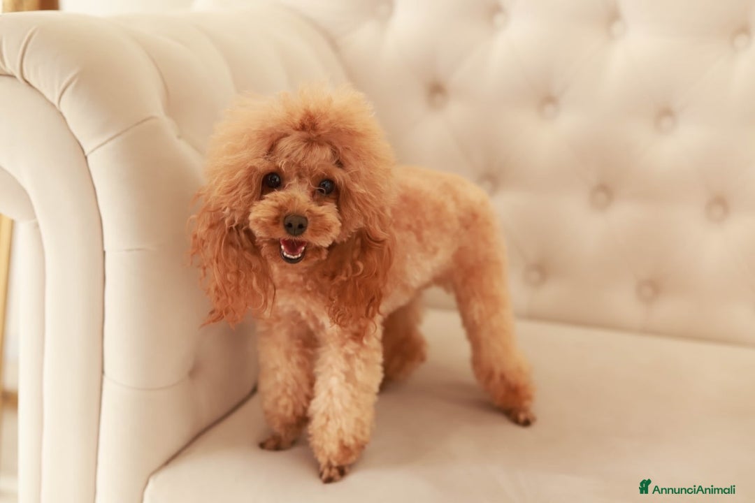 Barboncino Toy cani in vendita: una dolce cucciola da bambola 🎀🐩 - Annuncio 1