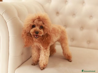 Barboncino Toy cani una dolce cucciola da bambola 🎀🐩 - Annuncio 35