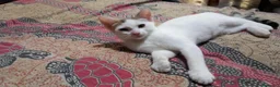 Europeo gatti in regalo: NIKITA, dolce gattina in adozione  - Annuncio 5