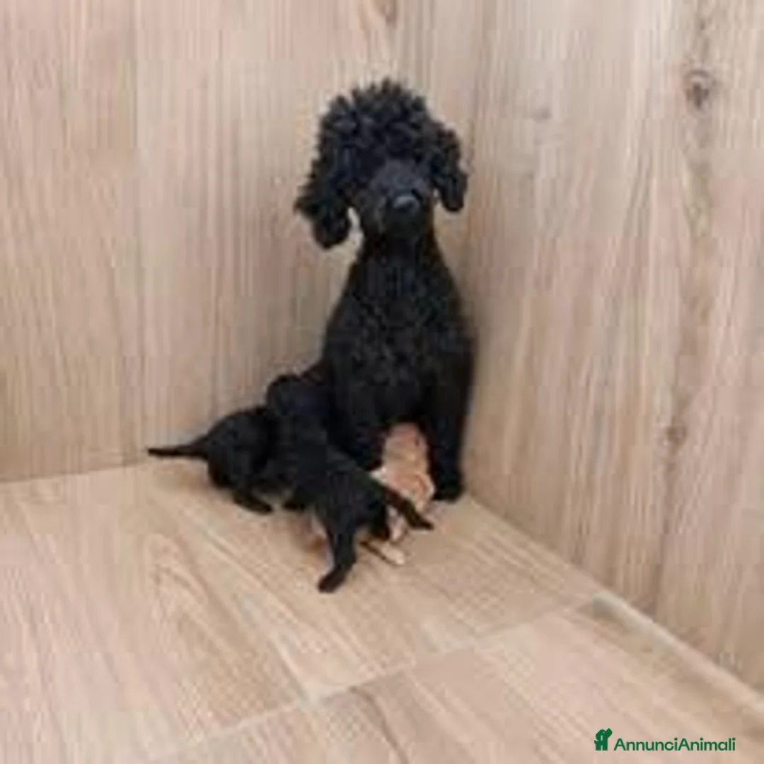 Barboncino Toy cani in vendita: Cucciola Barboncina toy - Annuncio 2