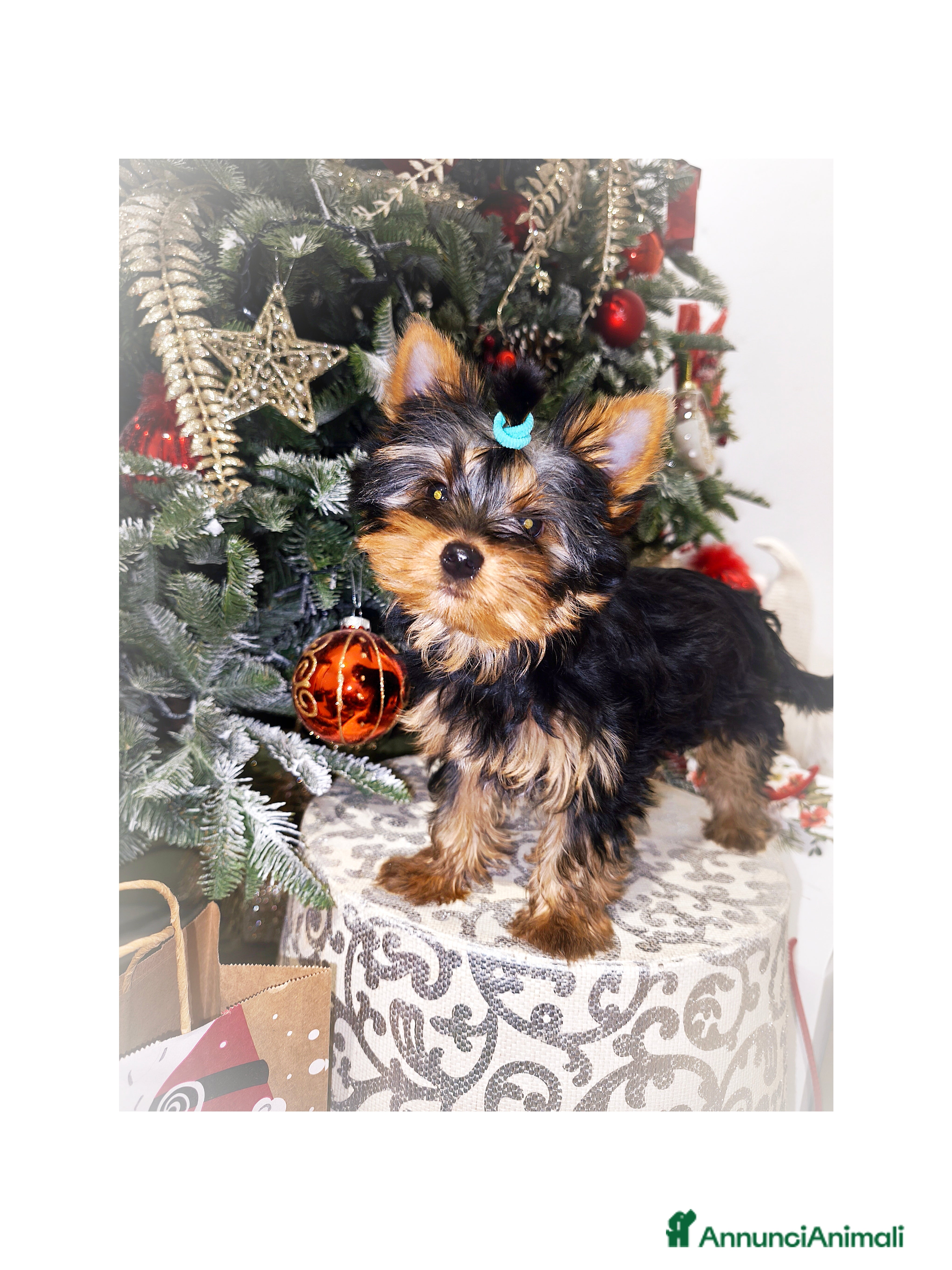 Yorkshire cani Yorkshire terrier toy - Annuncio 32