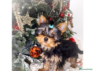 Yorkshire cani Yorkshire terrier toy - Annuncio 8