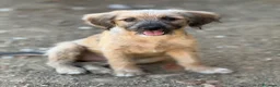 Meticcio cani in regalo: MARLENE, cucciola timidina. TG PICCOLA - Annuncio 3