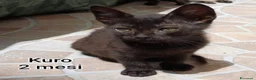 Europeo gatti in regalo: TANTI GATTINI BISOGNOSI  a Provincia di Reggio Emilia - Annuncio 4