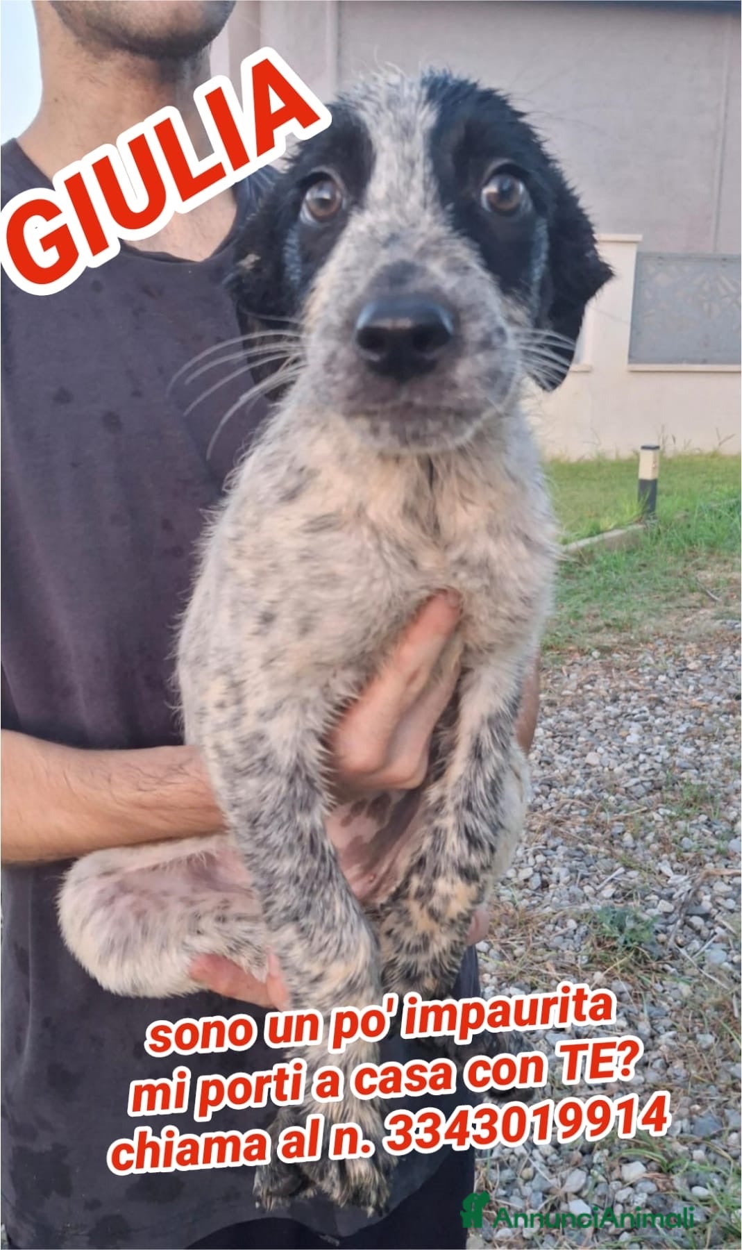 Meticcio cani GIULIA 🩷 una storia tutta da scrivere - Annuncio 23