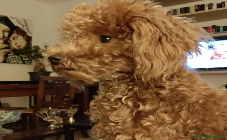 Barboncino Toy cani a Città Metropolitana di Firenze - Annuncio 17