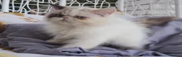 Persiano gatti in vendita: Femmina di persiano  - Annuncio 8
