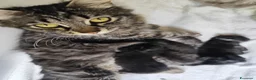 Siberiano gatti in vendita: Cuccioli di siberiano  - Annuncio 11