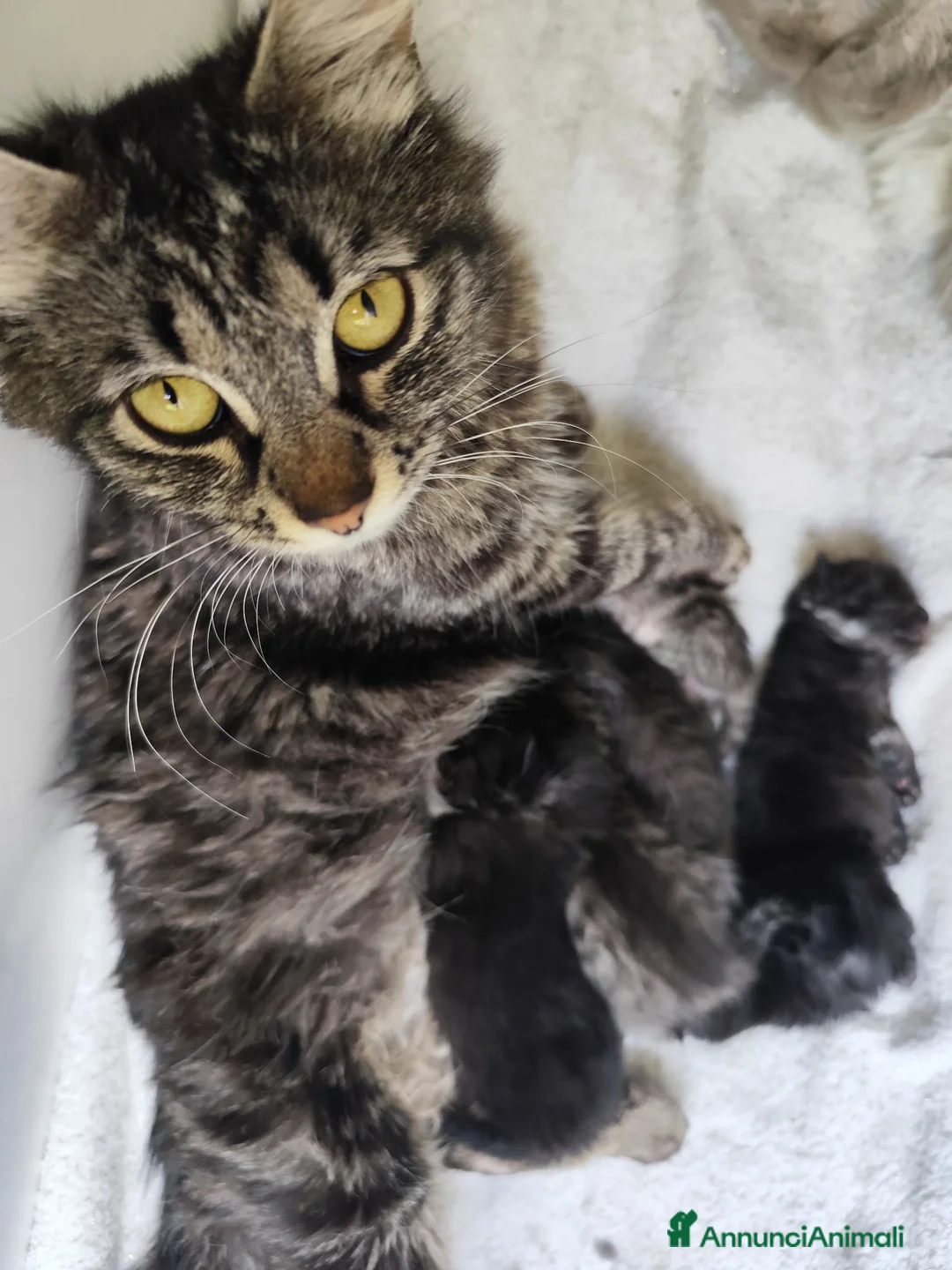 Siberiano gatti in vendita: Cuccioli di siberiano  - Annuncio 11