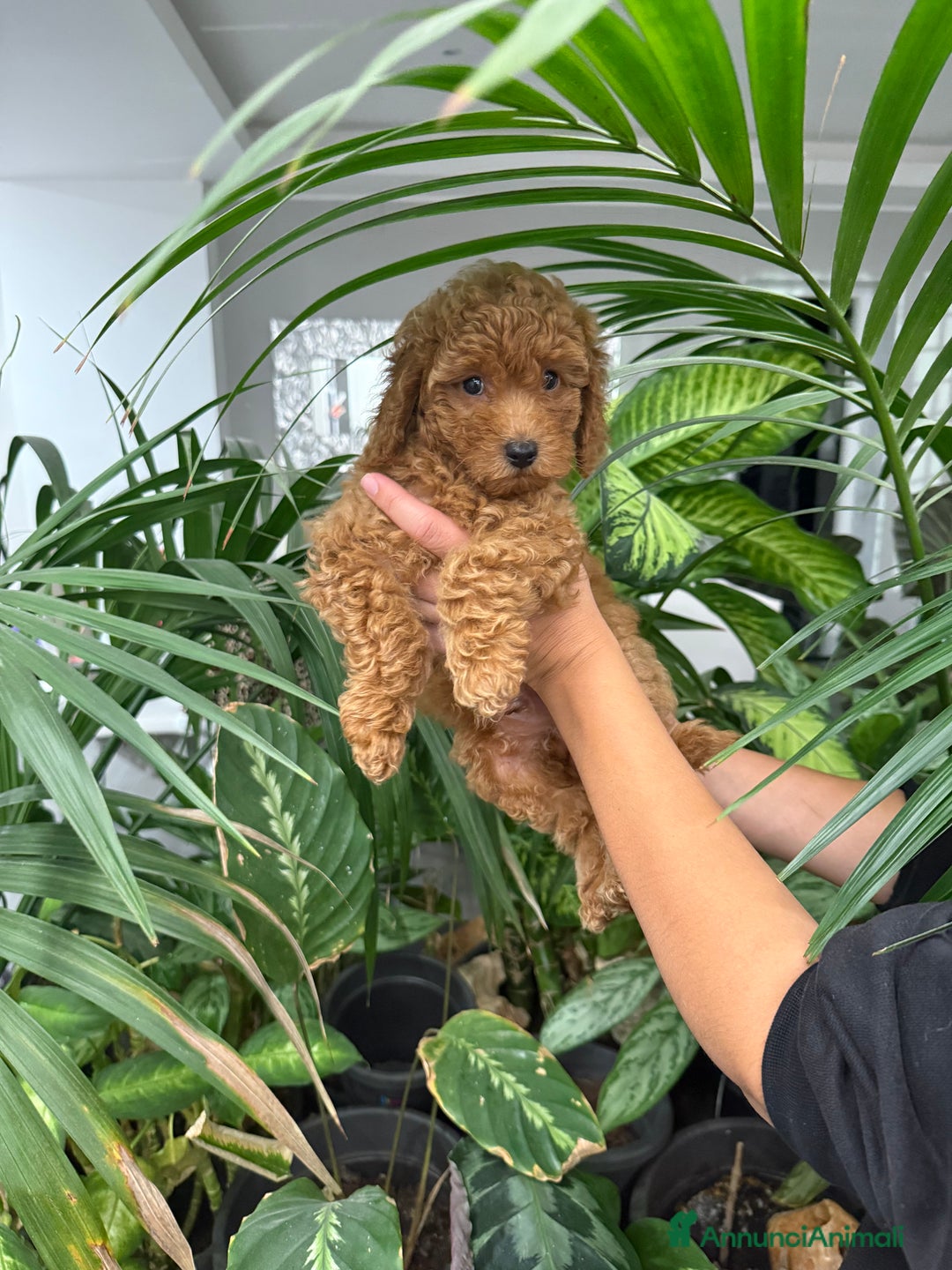 Barboncino cani in vendita: Barboncini nanetti 🐩🐩🐩 - Immagine 10