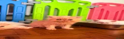Persiano gatti in vendita: Persiani bianchi e van - Annuncio 2