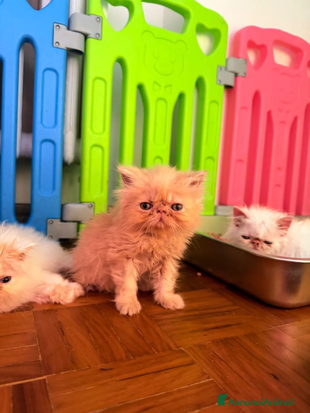 Persiano gatti in vendita: Persiani bianchi e van - Annuncio 2