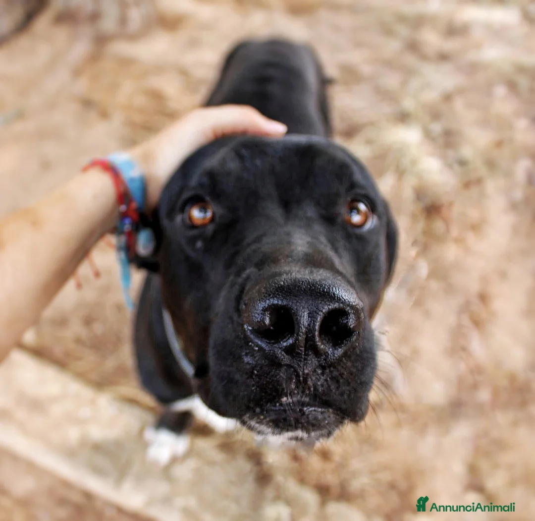 Meticcio cani in regalo: BENNY 💙 IL SORRISO DI CHI NON SI ARRENDE 🥰 - Annuncio 15