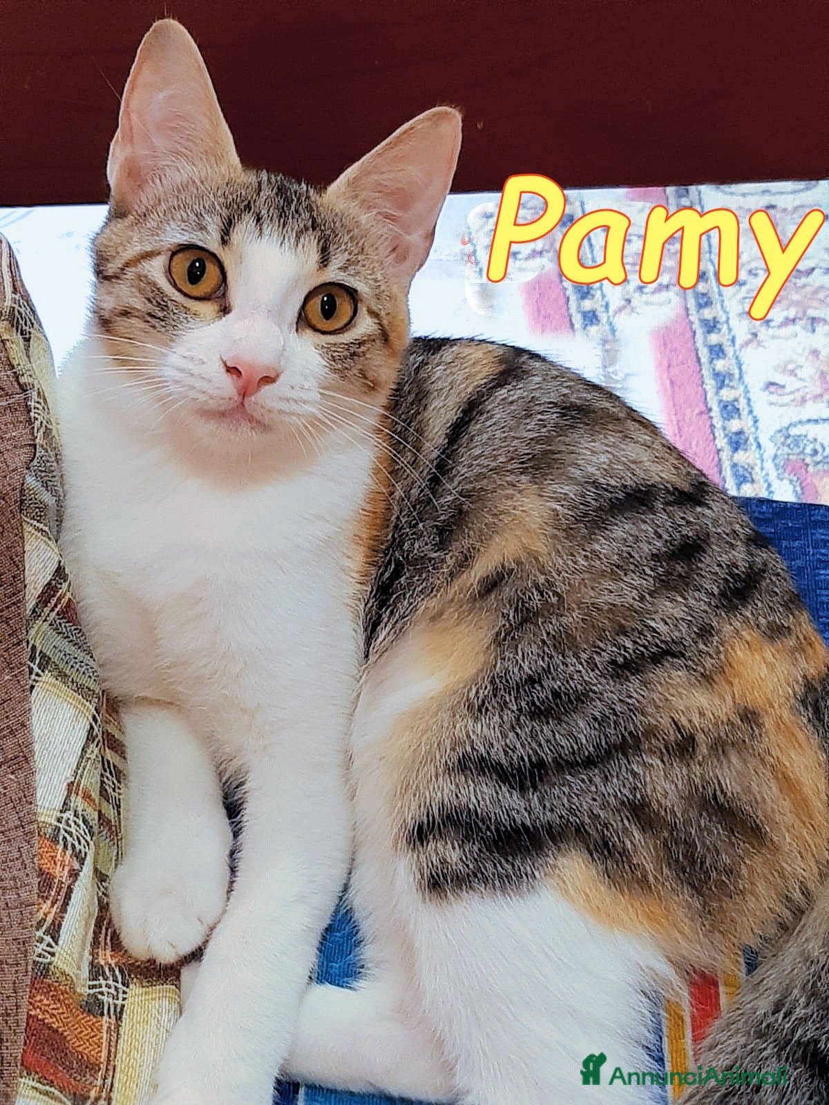 Europeo gatti Amorevole PAMY💓💓 - Annuncio 21