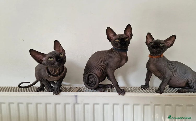 Sphynx gatti a Città metropolitana di Palermo - Annuncio 2