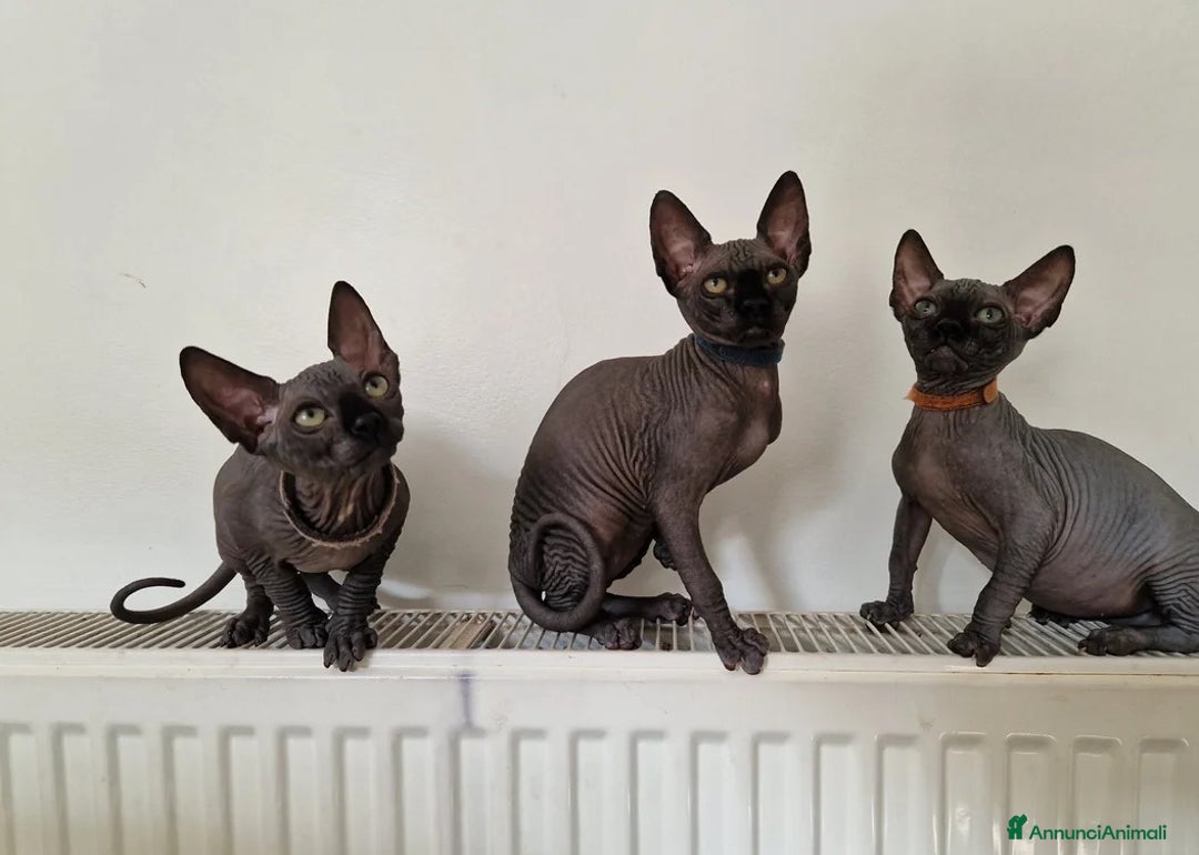 Sphynx gatti in vendita: Cuccioli di Sphynx in vendita a Città metropolitana di Palermo - Immagine 1