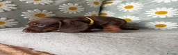 Bassotto cani in vendita: Bassotti Nani  - Annuncio 3