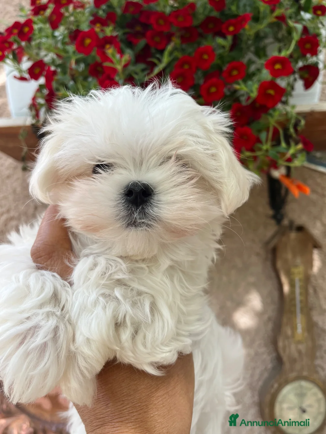 Maltese cani in vendita: Maltese - Annuncio 1