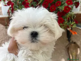 Maltese cani Maltese - Annuncio 2