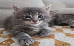 Siberiano gatti in vendita: Cuccioli siberiani  a Città Metropolitana di Genova - Immagine 6