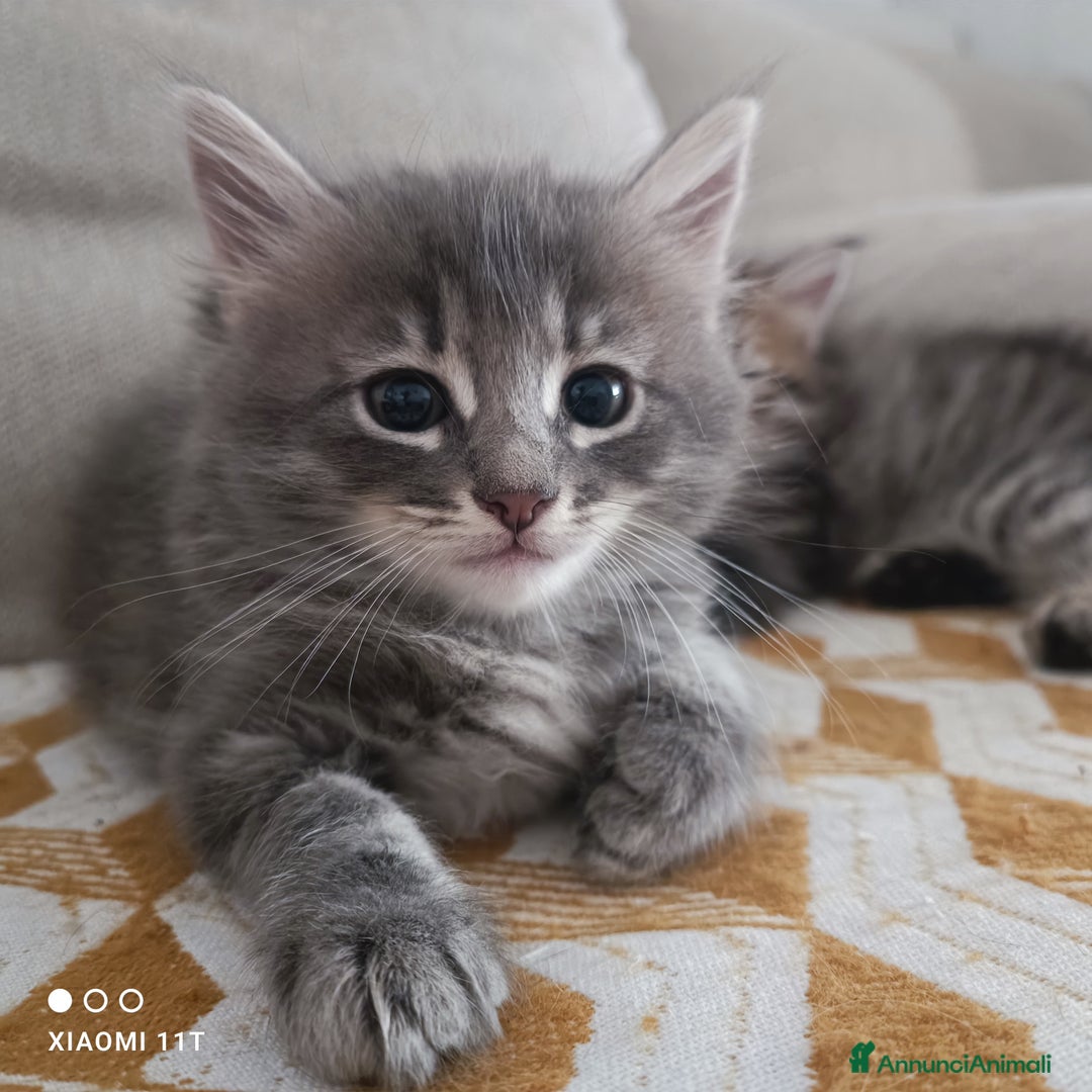 Siberiano gatti in vendita: Cuccioli siberiani  a Città Metropolitana di Genova - Immagine 6