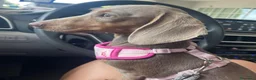 Bassotto cani in vendita: Cucciola di Bassotto - Annuncio 2