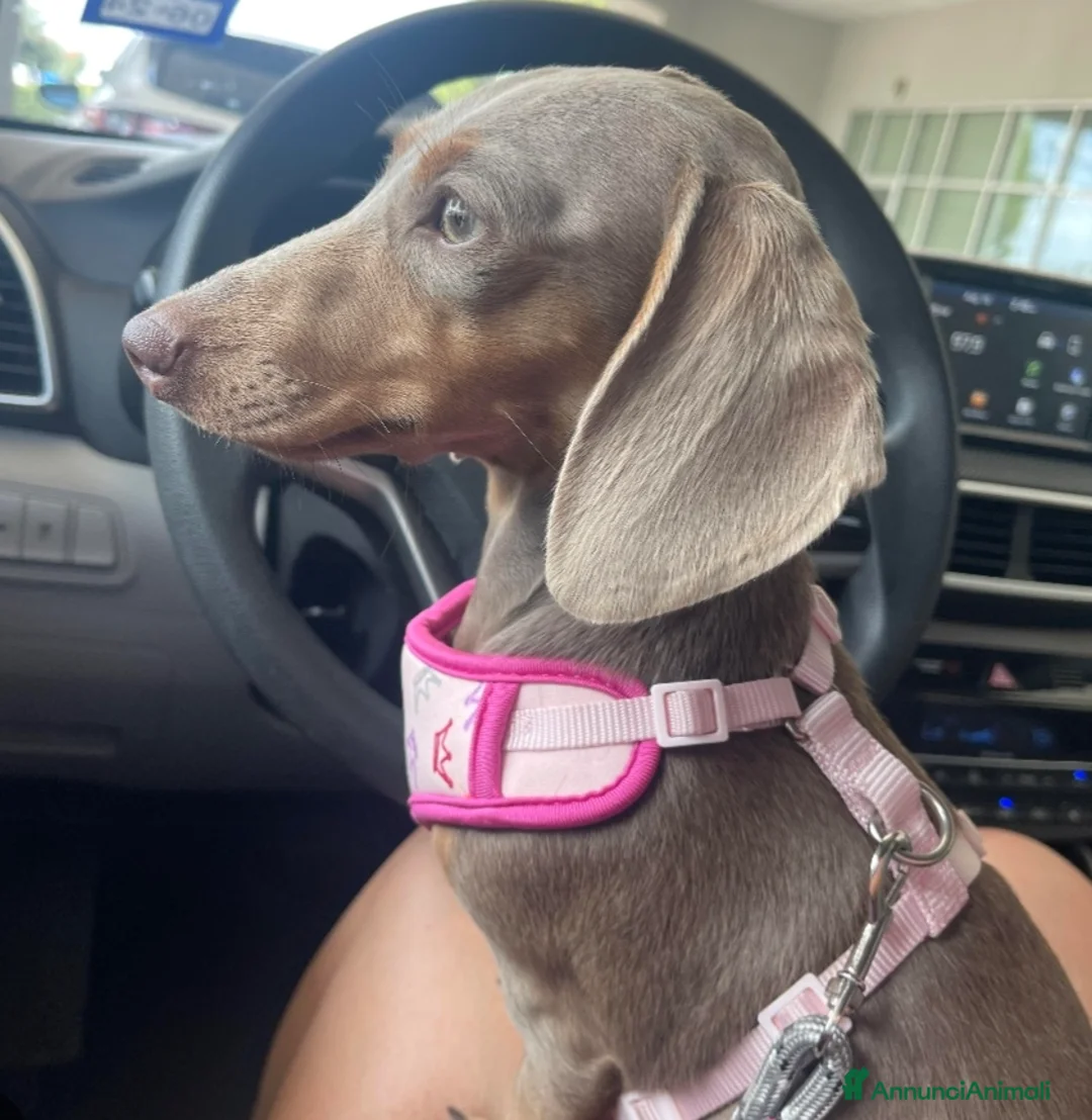 Bassotto cani in vendita: Cucciola di Bassotto - Annuncio 2