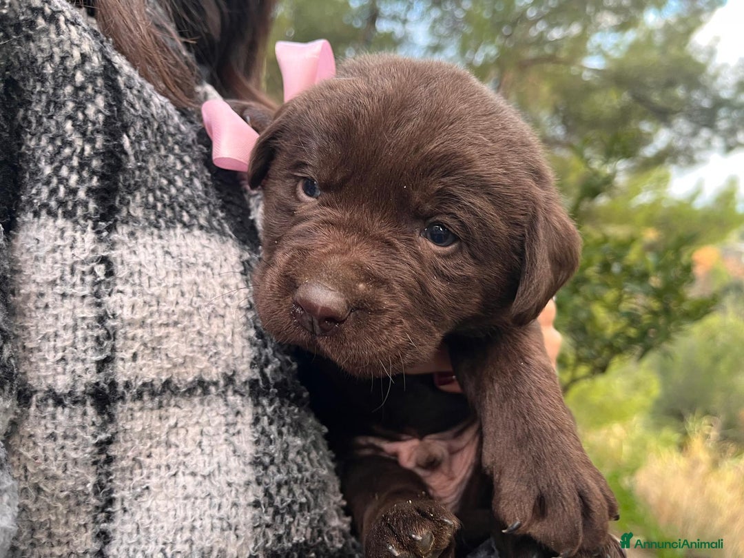 Labrador cani in vendita: Vendita cuccioli labrador - Annuncio 3
