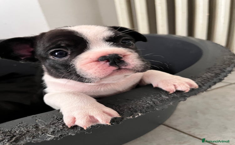Bulldog Francese cani a Provincia di Varese - Annuncio 14