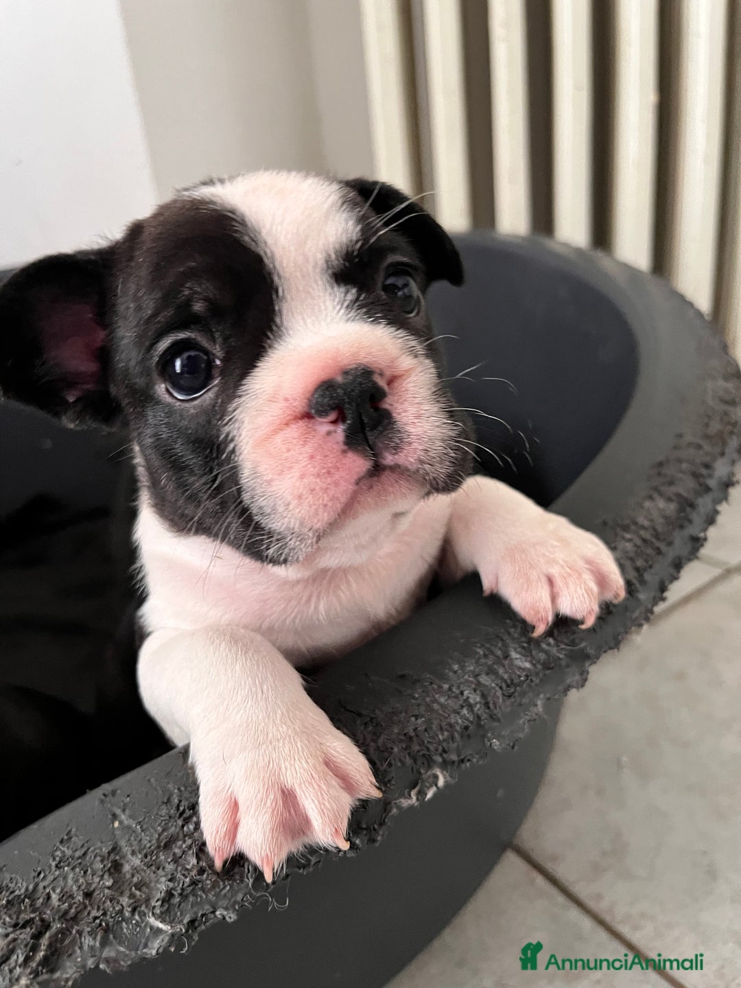 Bulldog Francese cani in vendita: Cucciola bulldog francese  a Provincia di Varese - Immagine 1