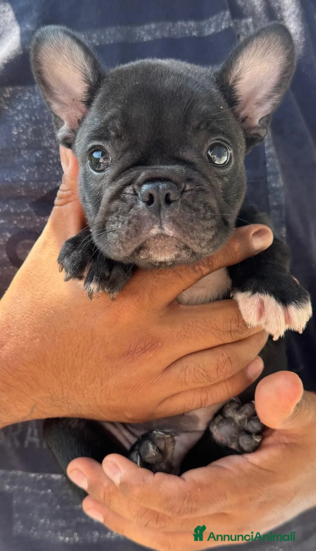 Bulldog Francese cani in vendita: Bulldog francese cucciolo  - Annuncio 5