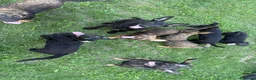 Meticcio cani in regalo: 8 LUPACCHIOTTI cuccioli, super simpatici! - Annuncio 4