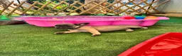 Bulldog Francese cani in vendita: Cuccioli di bulldog francese - Annuncio 5