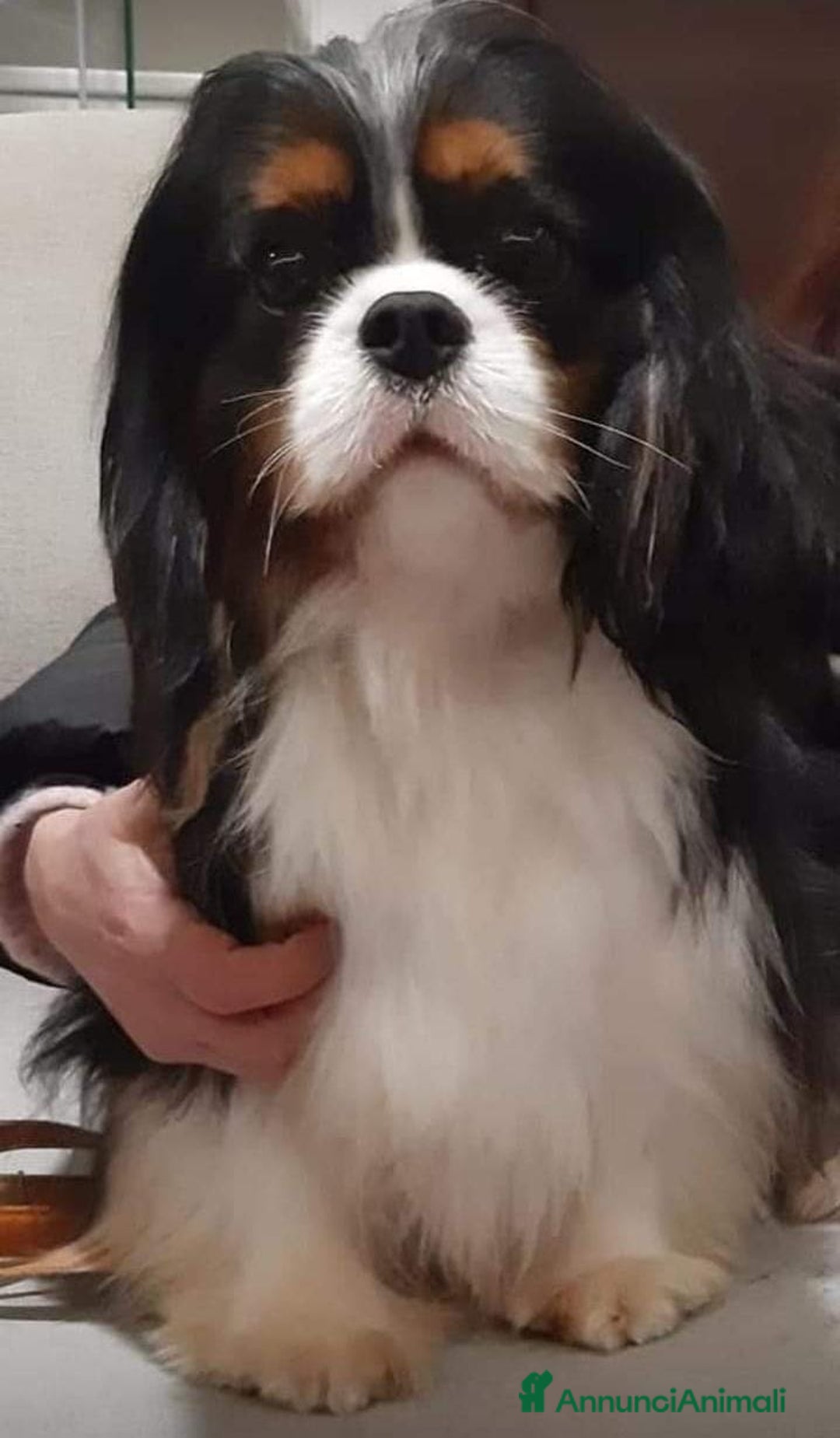 Cavalier King cani in vendita: Cuccioli di Cavalier King Charles Spaniel - Annuncio 10