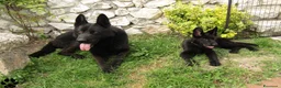 Pastore Tedesco cani in vendita: Pastore tedesco nero cuccioli importanti - Annuncio 5