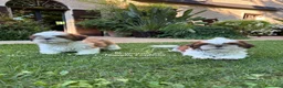 Shih Tzu cani in vendita: CUCCIOLI DI RAZZA SHIH TZU - Annuncio 4