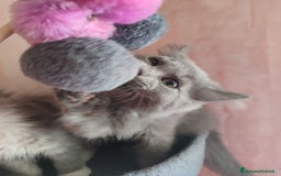 Siberiano gatti in vendita: Gattini siberiani  a Provincia di Padova - Immagine 12