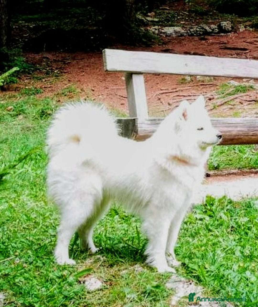Samoiedo cani in vendita: Cuccioli di Samoiedo - Annuncio 6