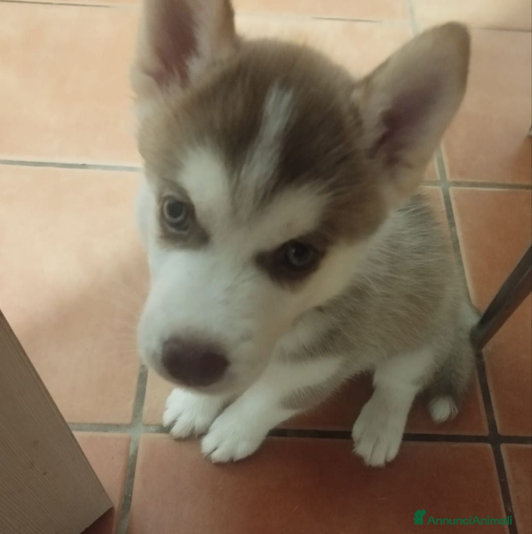 Husky cani Cucciola di Husky siberiano  - Annuncio 1