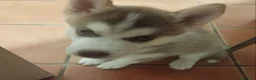 Husky cani in vendita: Cucciola di Husky siberiano  - Annuncio 1