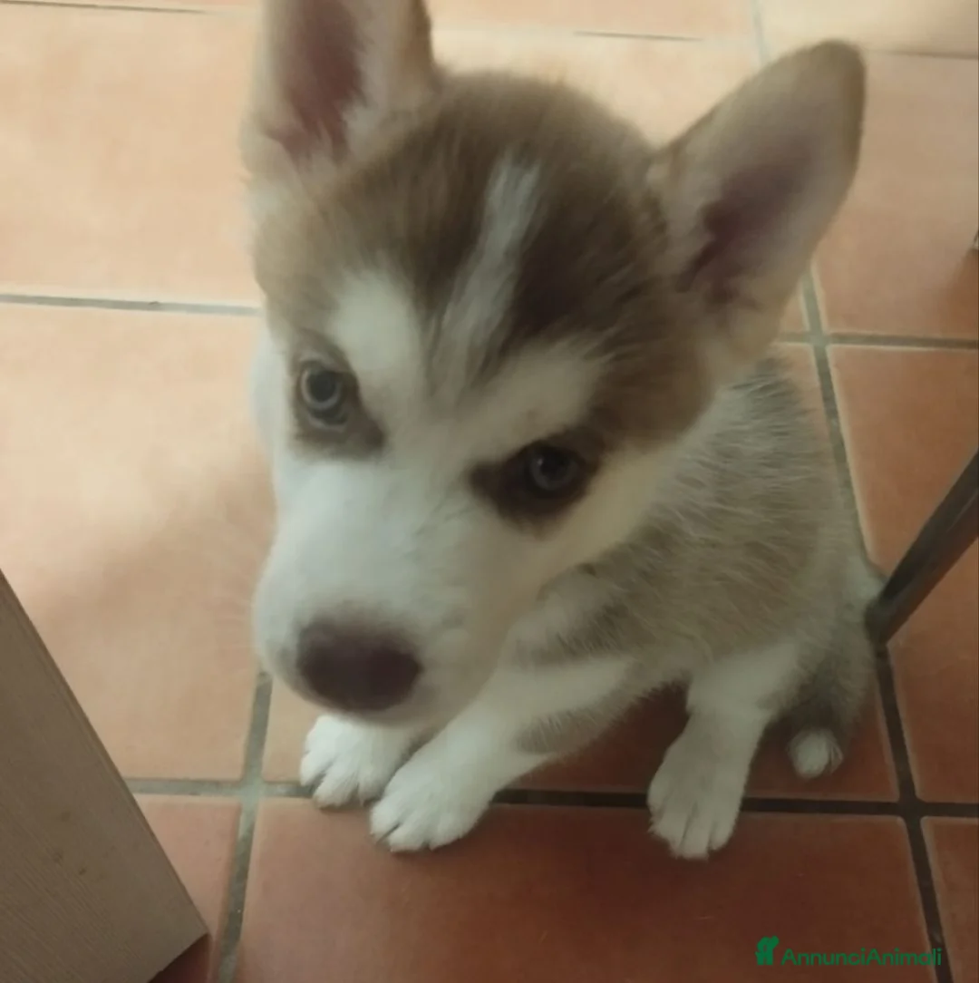 Husky cani in vendita: Cucciola di Husky siberiano  - Annuncio 1