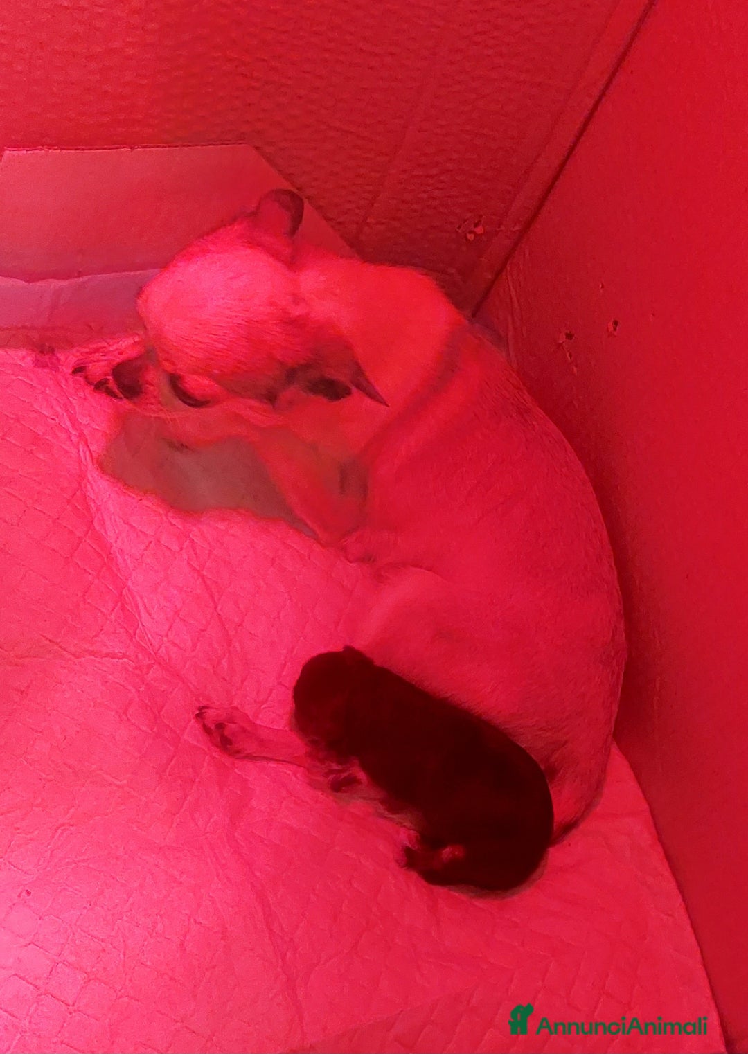 Chihuahua cani in vendita: Chihuahua pedigree Enci  - Annuncio 8