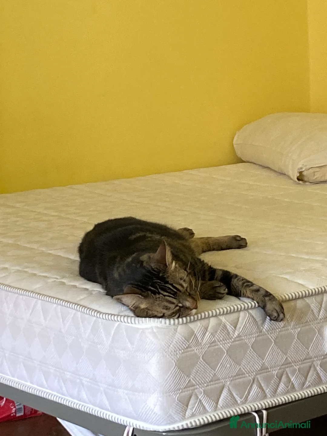 Europeo gatti in regalo: Gatto maschio adulto (sterilizzato) - Annuncio 4