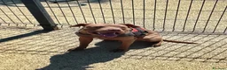 Pitbull cani in regalo: Un cane per una famiglia buona  a Provincia di Como - Annuncio 4