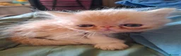 Exotic Shorthair gatti in vendita: Exotic shorthair maschietto - Annuncio 3