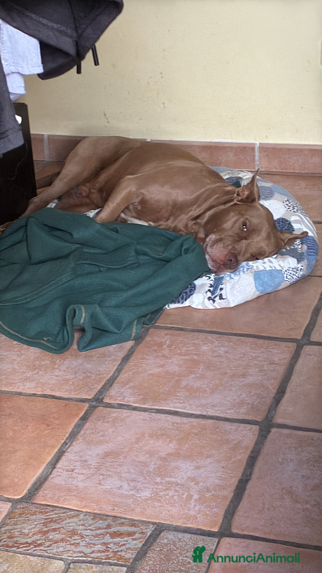 Pitbull cani per accoppiamento: Cercasi femmina per il mio maschietto  - Annuncio 4