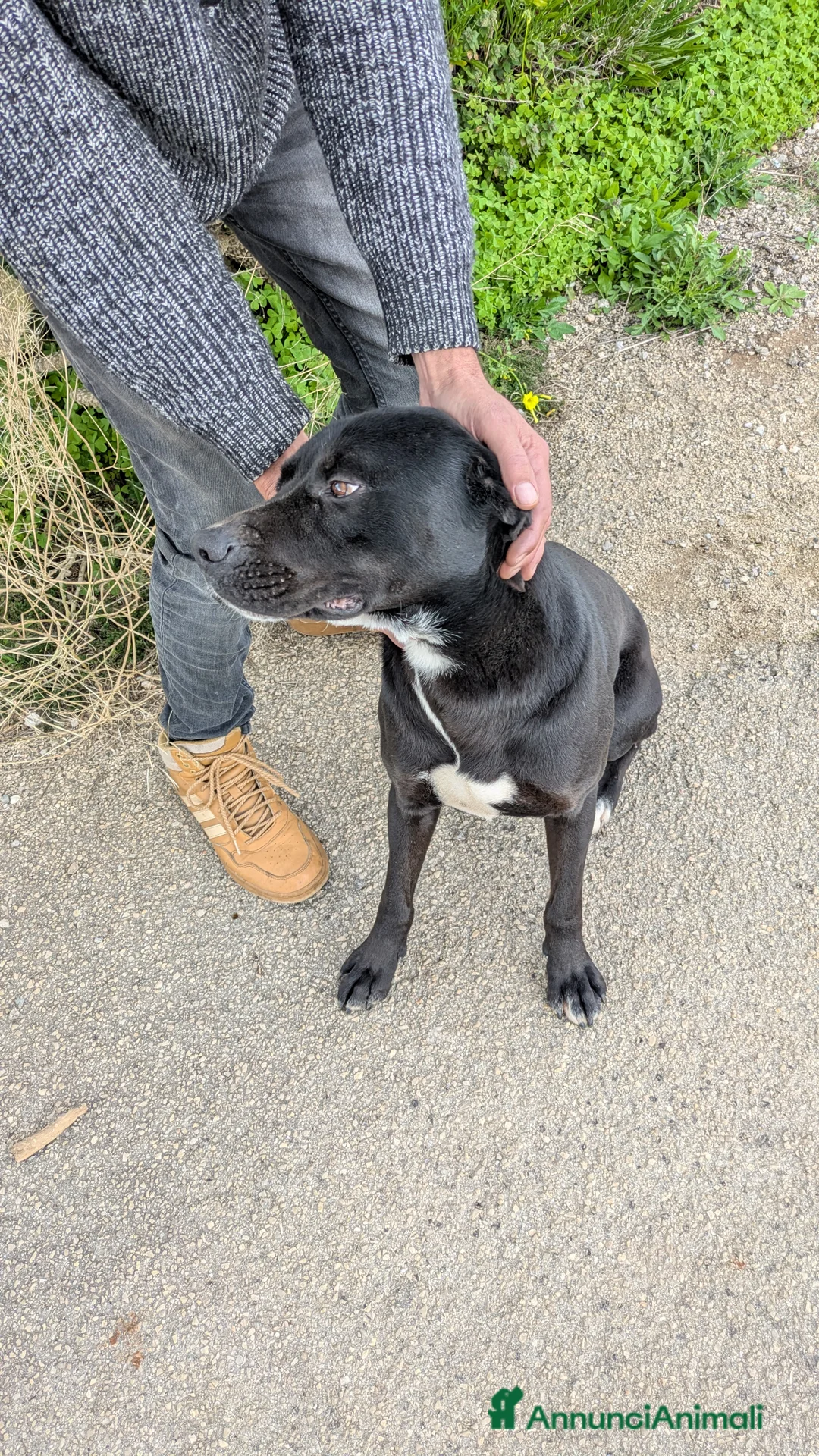 Meticcio cani in regalo: Giovane simil-Amstaff in cerca di famiglia a Provincia di Lecce - Annuncio 10